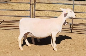 1+1X WHITE DORPER OOI/EWE KOWIE DE WITT & SEUN WIT DORPERS STUD