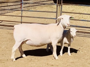 1+1X WHITE DORPER OOI/EWE KOWIE DE WITT & SEUN WIT DORPERS STUD