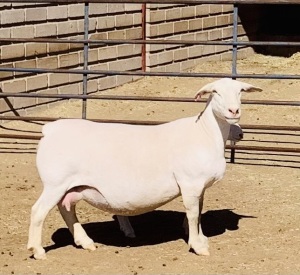 1+1X WHITE DORPER OOI/EWE KOWIE DE WITT & SEUN WIT DORPERS STUD