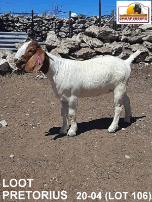 LOT 106 1X KOMMERSIELE OOI/COMMERCIAL EWE BOERBOK LOOD PRETORIUS BOERBOKKE