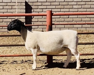 1X DORPER OOI/EWE KOWIE DE WITT DORPERS STUD