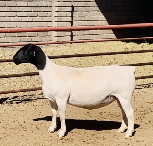 1X DORPER OOI/EWE KOWIE DE WITT DORPERS T5