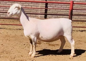 1X WHITE DORPER OOI/EWE KOWIE DE WITT & SEUN WIT DORPERS STUD 