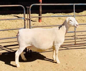 1X WHITE DORPER OOI/EWE KOWIE DE WITT & SEUN WIT DORPERS STUD