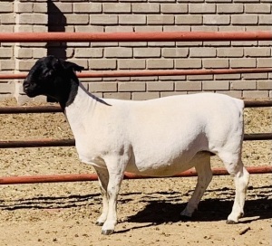 1X DORPER OOI/EWE KOWIE DE WITT DORPERS STUD