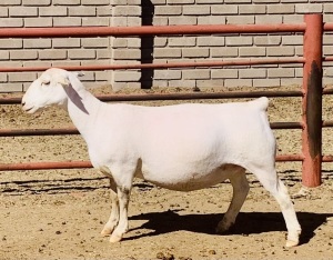 1X WHITE DORPER OOI/EWE KOWIE DE WITT & SEUN WIT DORPERS STUD