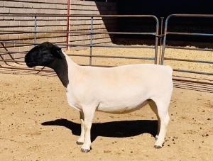 1X DORPER OOI/EWE KOWIE DE WITT DORPERS T5