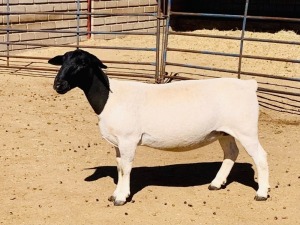 1X DORPER OOI/EWE KOWIE DE WITT DORPERS T5