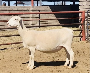 1X WHITE DORPER OOI/EWE KOWIE DE WITT & SEUN WIT DORPERS STUD