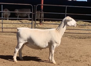 1X WHITE DORPER OOI/EWE KOWIE DE WITT & SEUN WIT DORPERS T5