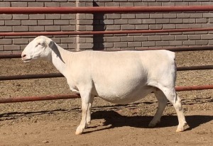 1X WHITE DORPER OOI/EWE KOWIE DE WITT & SEUN WIT DORPERS STUD 