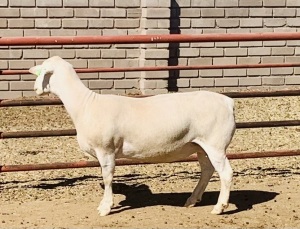 2X WHITE DORPER OOI/EWE KOWIE DE WITT & SEUN WIT DORPERS FLOCK