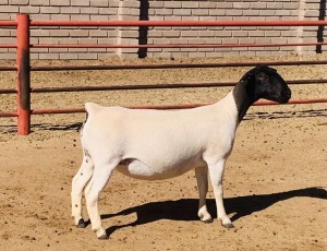 2X DORPER OOI/EWE KOWIE DE WITT DORPERS STUD/T5