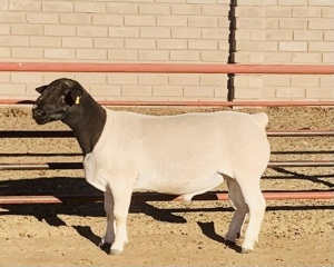 1X DORPER RAM KOWIE DE WITT DORPERS FLOCK