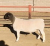 1X DORPER RAM KOWIE DE WITT DORPERS STUD