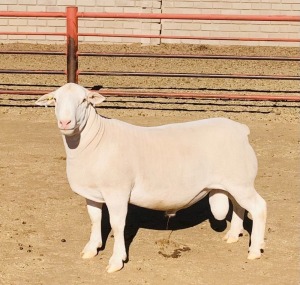 1X WHITE DORPER RAM KOWIE DE WITT & SEUN WIT DORPERS FLOCK 