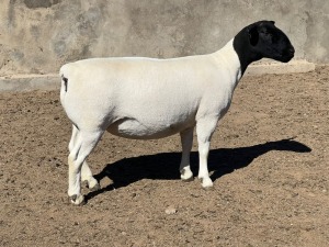 1X DORPER OOI/EWE LEROY PHILLIPS DORPERS T5