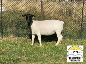 1X DORPER OOI/EWE TIEGERPOORT DORPERS FLOCK