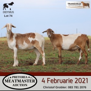 LOT 74 4X MEATMASTER OOI/EWE DIDYMUS MEATMASTERS(PER STUK OM LOT TE NEEM/PER PIECE TO TAKE THE LOT)