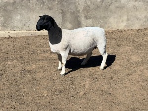 1X DORPER OOI/EWE LEROY PHILLIPS DORPERS FLOCK