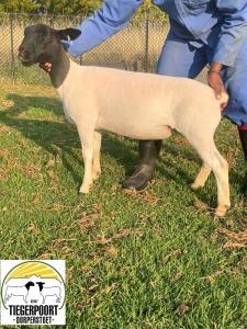 1X DORPER OOI/EWE TIEGERPOORT DORPERS FLOCK