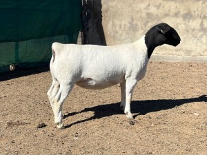 1X DORPER OOI/EWE LEROY PHILLIPS DORPERS T5