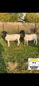 2X DORPER OOI/EWE TIEGERPOORT DORPERS STUD/FLCOK