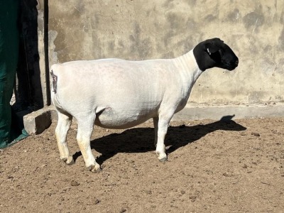 1X DORPER OOI/EWE LEROY PHILLIPS DORPERS T5