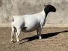 1X DORPER OOI/EWE LEROY PHILLIPS DORPERS T5