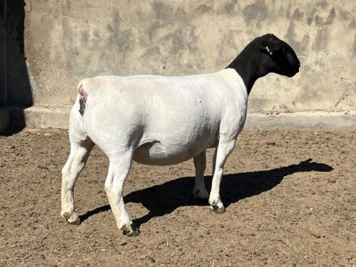 1X DORPER OOI/EWE LEROY PHILLIPS DORPERS T5