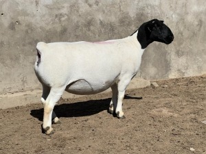 1X DORPER OOI/EWE LEROY PHILLIPS DORPERS T5