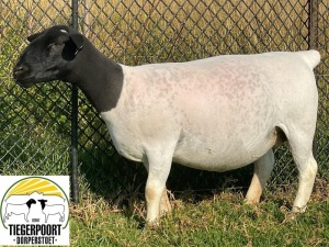 1X DORPER OOI/EWE TIEGERPOORT DORPERS STUD