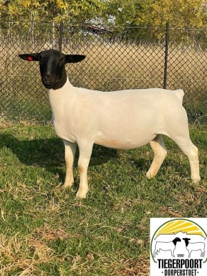 1X DORPER OOI/EWE TIEGERPOORT DORPERS STUD