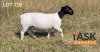 1X DORPER OOI/EWE TASK DORPERS STUD