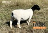 1X DORPER OOI/EWE TASK DORPERS STUD