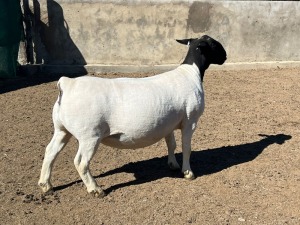 1X DORPER OOI/EWE LEROY PHILLIPS DORPERS FLOCK