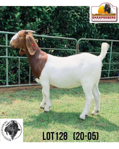 LOT 128 1X KOMMERSIELE OOI/COMMERCIAL EWE BOERBOK BENITA VAN RENSBURG BOERBOKKE