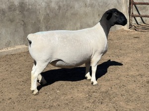 1X DORPER OOI/EWE LEROY PHILLIPS DORPERS T5