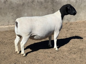 1X DORPER OOI/EWE LEROY PHILLIPS DORPERS STUD