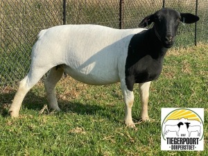 1X DORPER OOI/EWE TIEGERPOORT DORPERS STUD