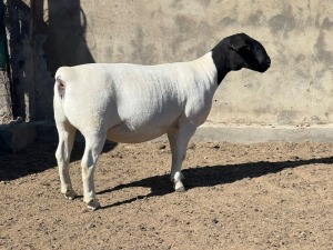 1X DORPER OOI/EWE LEROY PHILLIPS DORPERS T5