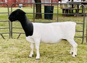 1X DORPER OOI/EWE DOORNFONTEIN DORPERS STUD