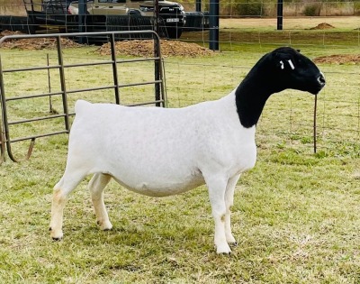 1X DORPER OOI/EWE DOORNFONTEIN DORPERS T5