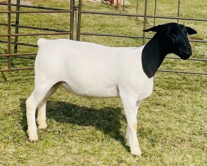 2X DORPER OOI/EWE DOORNFONTEIN DORPERS STUD