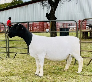 1X DORPER OOI/EWE DOORNFONTEIN DORPERS STUD 