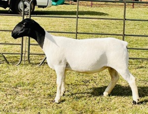 2X DORPER OOI/EWE DOORNFONTEIN DORPERS STUD