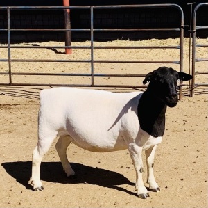 1X DORPER OOI/EWE KOWIE DE WITT DORPERS STUD