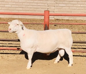  1X WHITE DORPER RAM KOWIE DE WITT & SEUN WIT DORPERS T5