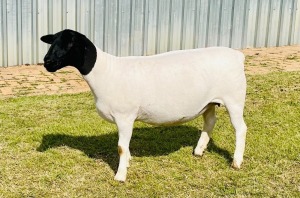 1X DORPER OOI/EWE DOORNFONTEIN DORPERS STUD