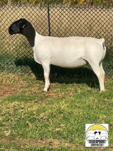 1X DORPER OOI/EWE TIEGERPOORT DORPERS STUD